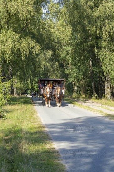 Horse-drawn carriage, Lüneburg Heath near Wilsede, Bispingen, Lower Saxony, Germany