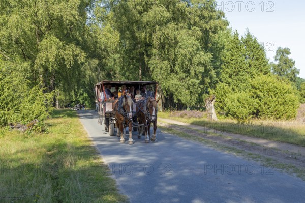 Horse-drawn carriage, heather blossom, Lüneburg Heath near Wilsede, Bispingen, Lower Saxony, Germany