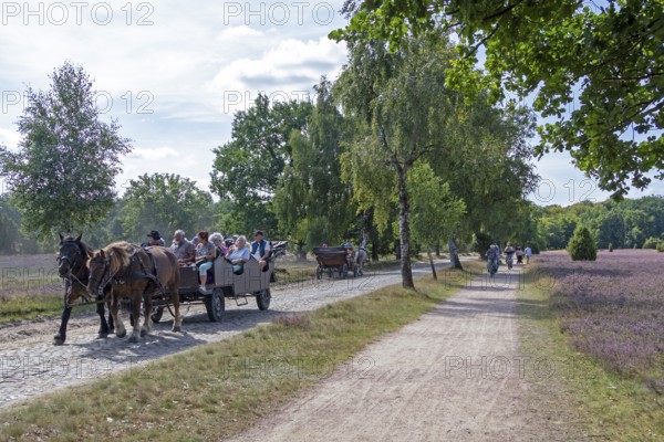 Horse-drawn carriage, cyclist, heather blossom, Lüneburg Heath near Wilsede, Bispingen, Lower Saxony, Germany