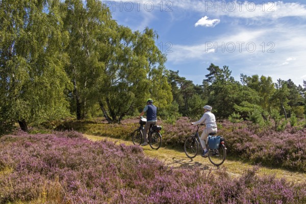 Cyclist, heather blossom at Wilseder Berg, Lüneburg Heath near Wilsede, Bispingen, Lower Saxony, Germany