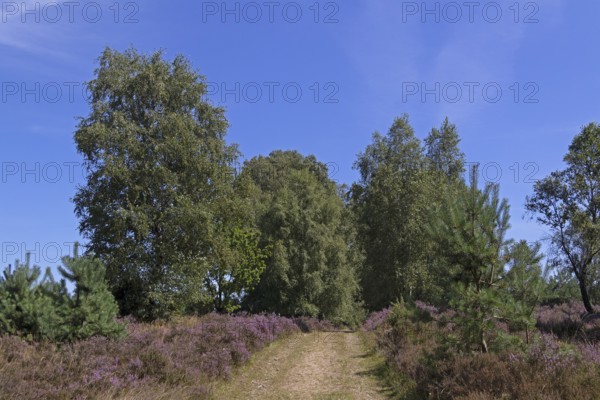 Hiking trail, trees, heather blossom at Wilseder Berg, Lüneburg Heath near Wilsede, Bispingen, Lower Saxony, Germany
