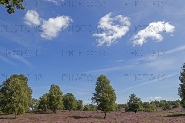Heather blossom at Wilseder Berg, trees, clouds, Lüneburg Heath near Wilsede, Bispingen, Lower Saxony, Germany