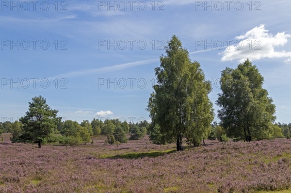 Heather blossom at Wilseder Berg, trees, Lüneburg Heath near Wilsede, Bispingen, Lower Saxony, Germany