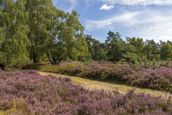 Hiking trail, trees, heather blossom at Wilseder Berg, Lüneburg Heath near Wilsede, Bispingen, Lower Saxony, Germany