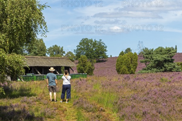 Beehive, tourists, heather blossom at Wilseder Berg, Lüneburg Heath near Wilsede, Bispingen, Lower Saxony, Germany