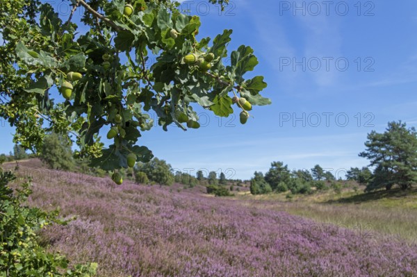 Oak, acorns, heather blossom at Wilseder Berg, Lüneburg Heath near Wilsede, Bispingen, Lower Saxony, Germany