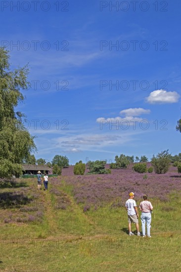Beehive, tourists, heather blossom at Wilseder Berg, Lüneburg Heath near Wilsede, Bispingen, Lower Saxony, Germany