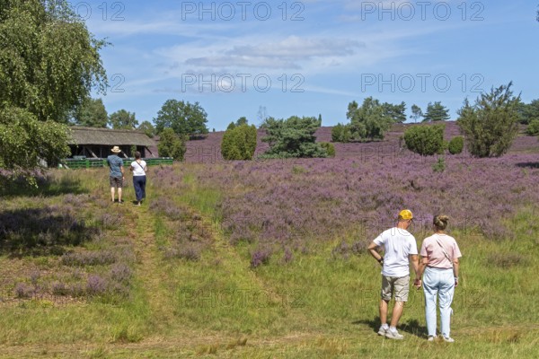 Beehive, tourists, heather blossom at Wilseder Berg, Lüneburg Heath near Wilsede, Bispingen, Lower Saxony, Germany