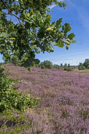Oak, acorns, heather blossom at Wilseder Berg, Lüneburg Heath near Wilsede, Bispingen, Lower Saxony, Germany