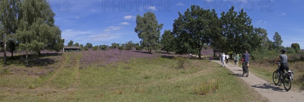 Panorama shot, Photomerge, apiary, tourists, cyclists, heather blossom at Wilseder Berg, Lüneburg Heath near Wilsede, Bispingen, Lower Saxony, Germany