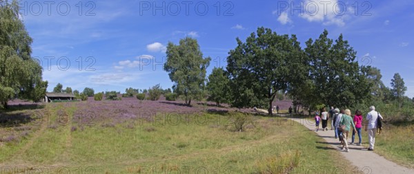 Panorama shot, Photomerge, apiary, tourists, heather blossom at Wilseder Berg, Lüneburg Heath near Wilsede, Bispingen, Lower Saxony, Germany