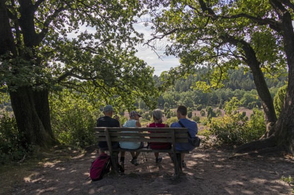 Viewpoint near the Totengrund, tourists, bench, Lüneburg Heath near Wilsede, Bispingen, Lower Saxony, Germany