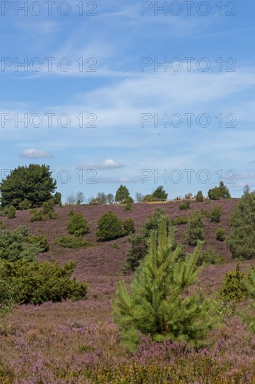 Wilseder Berg, heather blossom, Lüneburg Heath near Wilsede, Bispingen, Lower Saxony, Germany