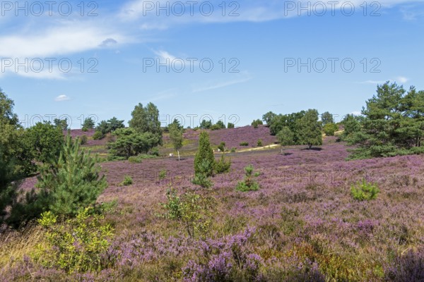 Wilseder Berg, heather blossom, Lüneburg Heath near Wilsede, Bispingen, Lower Saxony, Germany