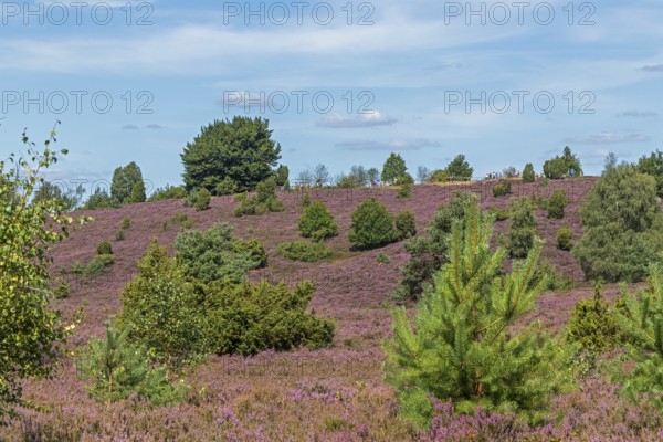 Wilseder Berg, heather blossom, Lüneburg Heath near Wilsede, Bispingen, Lower Saxony, Germany