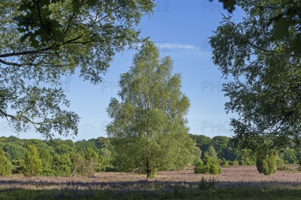 Lüneburg Heath near Wilsede, trees, heather blossom, Bispingen, Lower Saxony, Germany