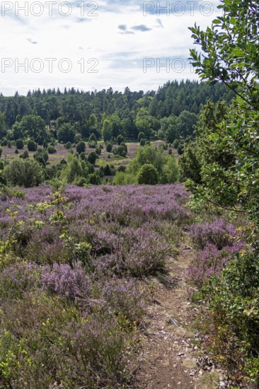 Heather blossom near the Totengrund, Lüneburg Heath near Wilsede, Bispingen, Lower Saxony, Germany