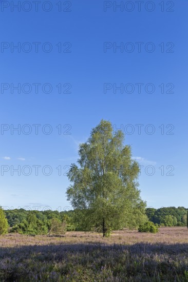 Lüneburg Heath near Wilsede, trees, heather blossom, Bispingen, Lower Saxony, Germany