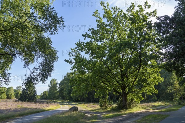 Lüneburg Heath near Wilsede, trees, heather blossom, Bispingen, Lower Saxony, Germany