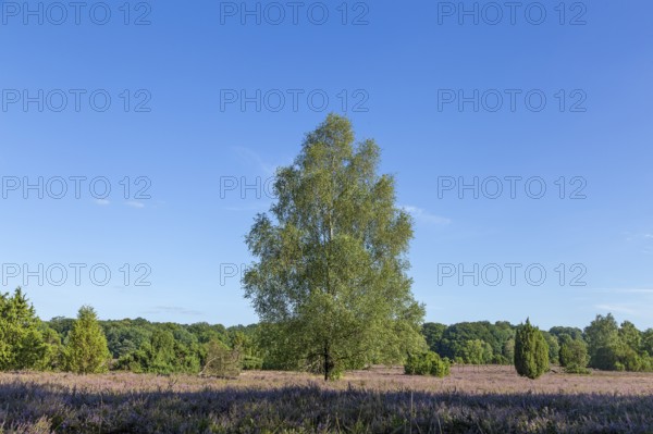 Lüneburg Heath near Wilsede, trees, heather blossom, Bispingen, Lower Saxony, Germany