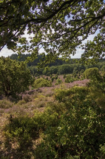 Heather blossom near the Totengrund, Lüneburg Heath near Wilsede, Bispingen, Lower Saxony, Germany