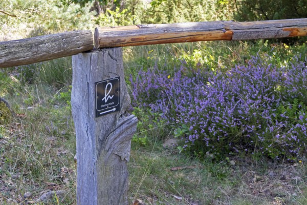 Hiking trail sign, heather loop, blooming heather, heather blossom, Lüneburg Heath near Wilsede, Bispingen, Lower Saxony, Germany