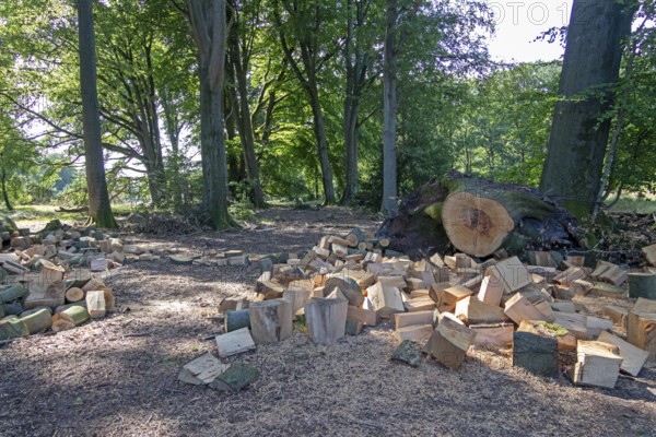 Felled tree cut into pieces, Lüneburg Heath near Wilsede, Bispingen, Lower Saxony, Germany