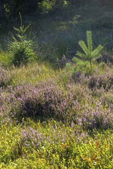 Flowering heather, young conifers, heather blossom, Lüneburg Heath near Wilsede, Bispingen, Lower Saxony, Germany