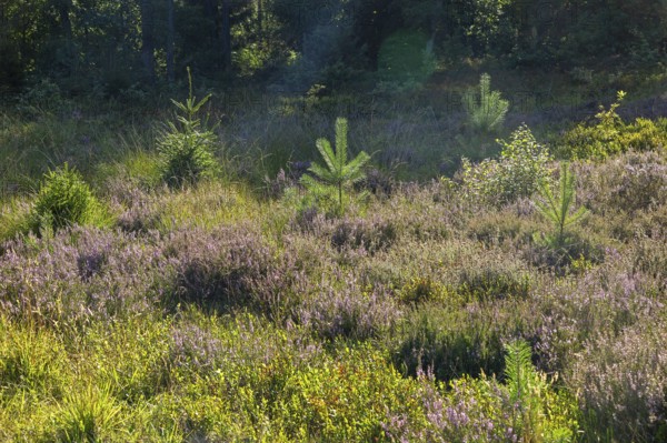 Flowering heather, young conifers, heather blossom, Lüneburg Heath near Wilsede, Bispingen, Lower Saxony, Germany