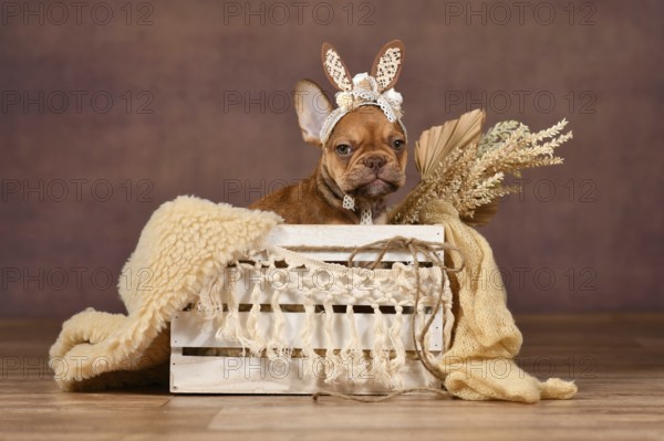 Funny grumpy Mocca French Bulldog dog puppy with lace bunny ears in box in front of brown background