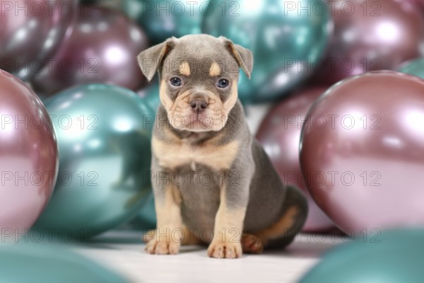 Six weeks old healthy lilac orange tan French Bulldog dog puppy with colorful balloons in background