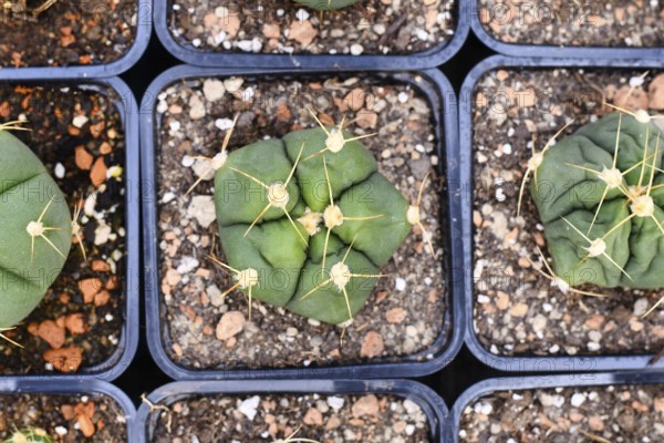 Top view of small 'Gymnocalycium Horstii' cactus plants in black square shaped flower pots