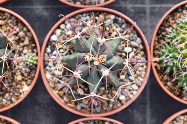 Small 'Ferocactus Latispinus' cactus in flower pot with stones
