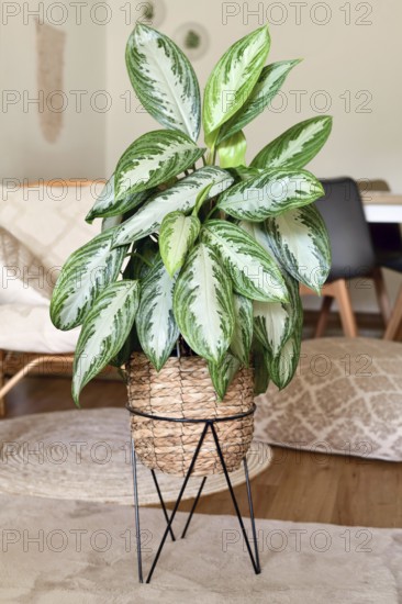 Tropical 'Aglaonema Silver Bay' houseplant with silver pattern in basket pot in boho style living room