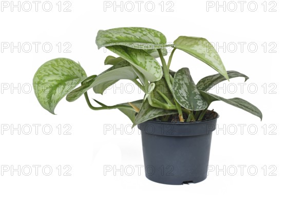 Exotic 'Scindapsus Pictus Exotica' or 'Satin Pothos' houseplant with velvet texture and silver spot pattern in flower pot on white background