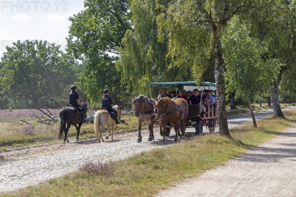 Horse-drawn carriage, female ambulance riders, heather blossom, Lüneburg Heath near Wilsede, Bispingen, Lower Saxony, Germany