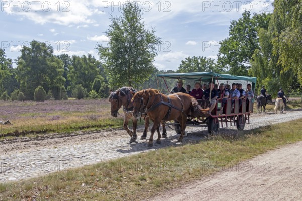 Horse-drawn carriage, female ambulance riders, heather blossom, Lüneburg Heath near Wilsede, Bispingen, Lower Saxony, Germany