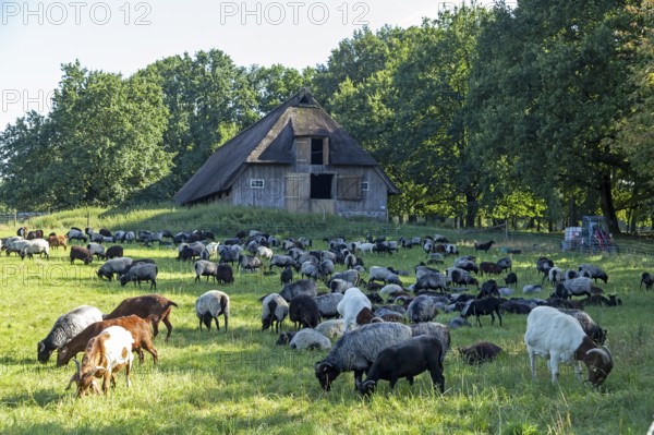 Sheep, Heidschnucken and goats grazing in front of sheepfold, Lüneburg Heath, Wilsede, Bispingen, Lower Saxony, Germany