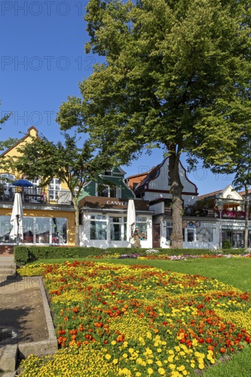 Houses on the Alter Strom, flowers, trees, Warnemünde, Rostock, Mecklenburg-Vorpommern, Germany