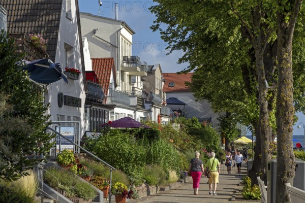 Houses on the Alter Strom, trees, Warnemünde, Rostock, Mecklenburg-Western Pomerania, Germany
