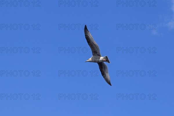Young seagull in flight, city harbour, Rostock, Mecklenburg-Western Pomerania, Germany