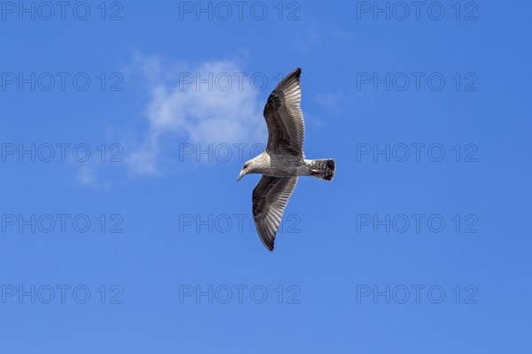 Young seagull in flight, city harbour, Rostock, Mecklenburg-Western Pomerania, Germany