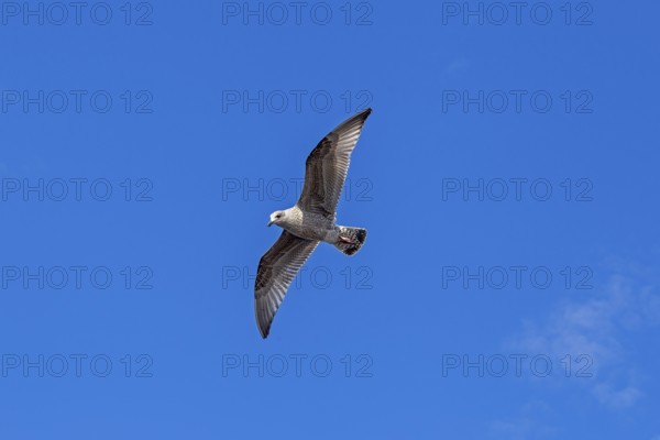 Young seagull in flight, city harbour, Rostock, Mecklenburg-Western Pomerania, Germany