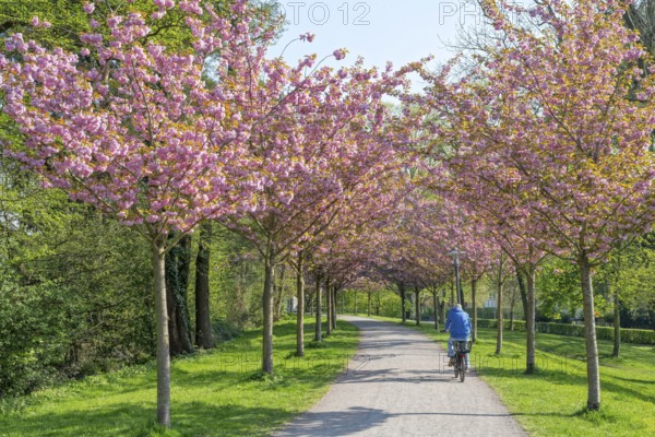 Cherry blossom on the rampart with cyclist Stadthagen Germany