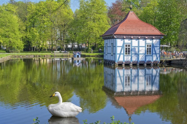 Swan in front of Lusthaus in Stadthagen City Park Germany