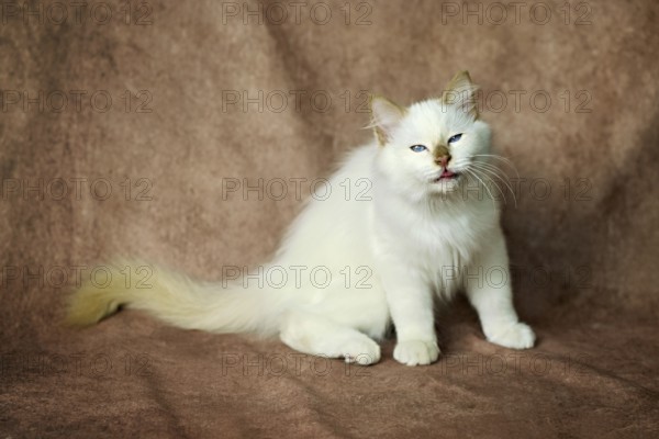 Purebred cat, Sacred Burmese, young male cat, Cinnamon-point