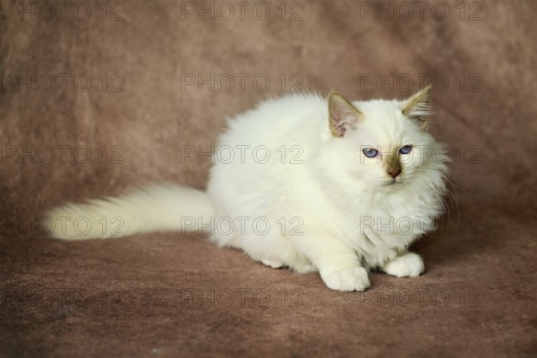 Purebred cat, Sacred Burmese, young male cat, Cinnamon-point