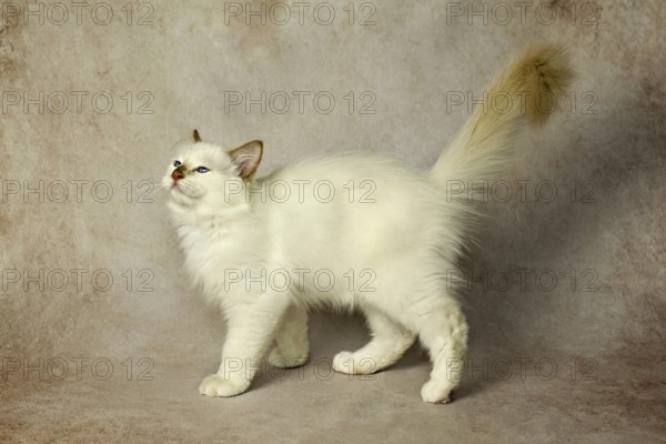 Purebred cat, Sacred Burmese, young male cat, Cinnamon-point