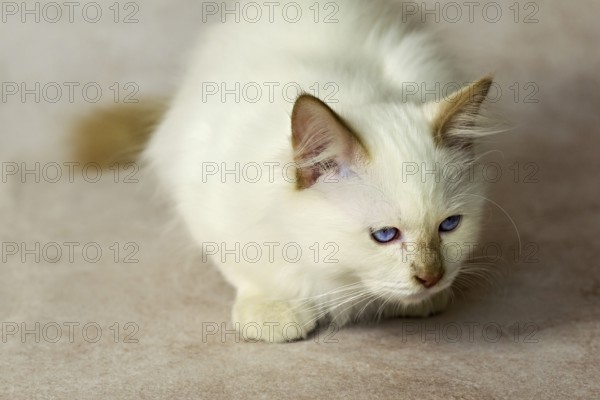 Purebred cat, Sacred Burmese, young male cat, Cinnamon-point