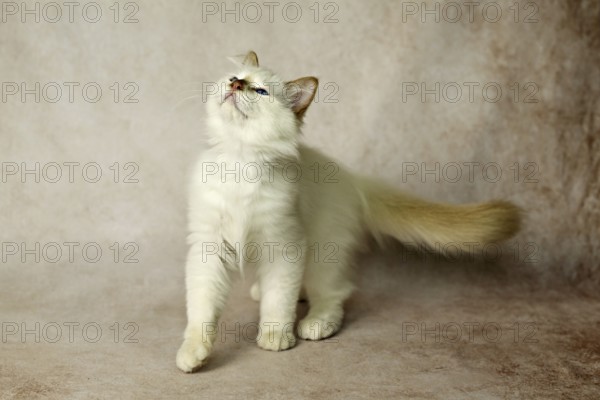 Purebred cat, Sacred Burmese, young male cat, Cinnamon-point